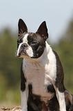 BOSTON TERRIER 267